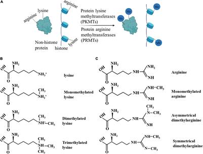 Protein Methylation in Diabetic Kidney Disease